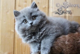 пушистые котята. британские длинношерстные - миниатюра-0 (Владивосток)