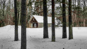 Домик на хуторе в хвойном лесу под - миниатюра-0 (Псков)
