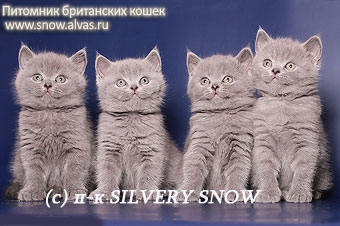  Голубые британские котята. (Владивосток)