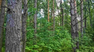 Участок 25 соток ИЖС у соснового леса под Псковом - миниатюра-1 (Псков)