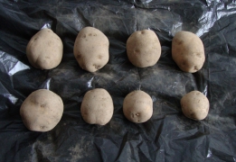 Продам картофель домашний в пос Тигровый - миниатюра-1 (Партизанск)