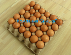 Линия по производству бугорчатой прокладки для яиц - миниатюра-1 (Барнаул)