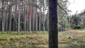 Домик на хуторе в хвойном лесу под - миниатюра-1 (Псков)